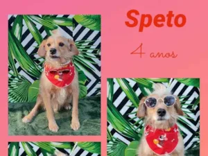 Cachorro raça SRD-ViraLata idade 4 anos nome Speto 
