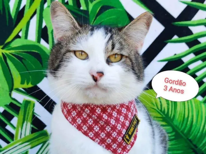Gato raça SRD-ViraLata idade 3 anos nome Gordao 