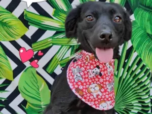 Cachorro raça SRD-ViraLata idade 1 ano nome Fumaça 