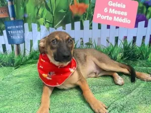 Cachorro raça SRD-ViraLata idade 2 a 6 meses nome Geleia 