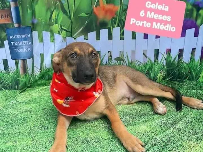 Cachorro raça SRD-ViraLata idade 2 a 6 meses nome Geleia 