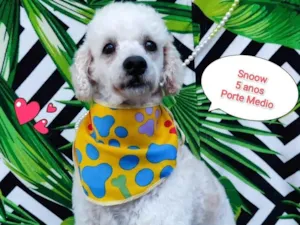 Cachorro raça Poodle idade 5 anos nome Snoow 