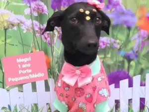 Cachorro raça SRD-ViraLata idade 1 ano nome Megui