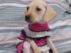 Cachorro raça SRD-ViraLata idade 2 a 6 meses nome Tica