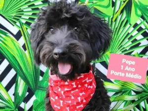 Cachorro raça SRD-ViraLata idade 1 ano nome Pepe