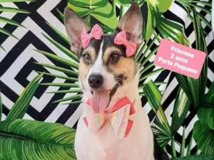 Cachorro raça SRD-ViraLata idade 2 anos nome Princesa 