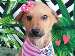 Cachorro raça SRD-ViraLata idade 2 a 6 meses nome Rapunzel 