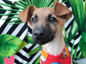 Cachorro raça SRD-ViraLata idade 2 a 6 meses nome Tiaguinho