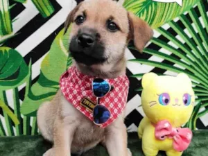 Cachorro raça SRD-ViraLata idade 2 a 6 meses nome Tiao