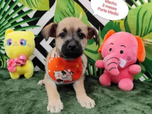 Cachorro raça SRD-ViraLata idade 2 a 6 meses nome Beto