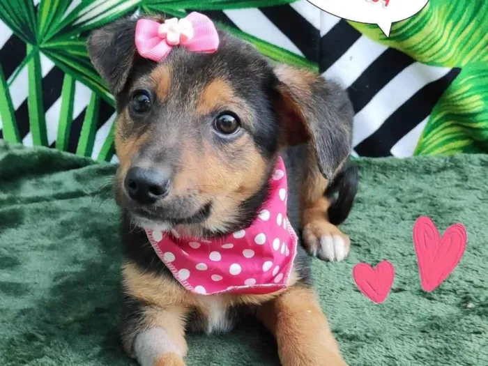 Cachorro raça SRD-ViraLata idade 2 a 6 meses nome Heloa