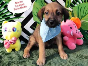 Cachorro raça SRD-ViraLata idade 2 a 6 meses nome Diogo