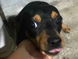 Cachorro raça Pinscher idade 7 a 11 meses nome Betovem 