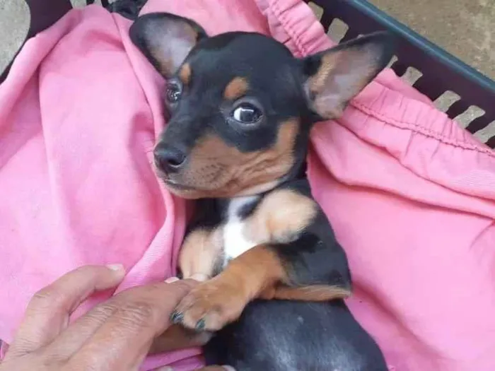 Cachorro ra a Pinscher idade 2 a 6 meses nome Não possui nome ainda 