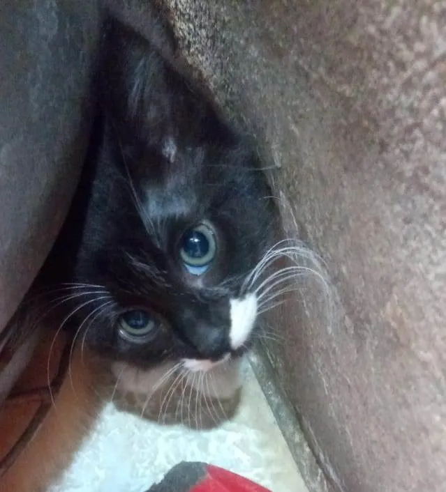 Gato ra a Srd idade 2 a 6 meses nome Menina