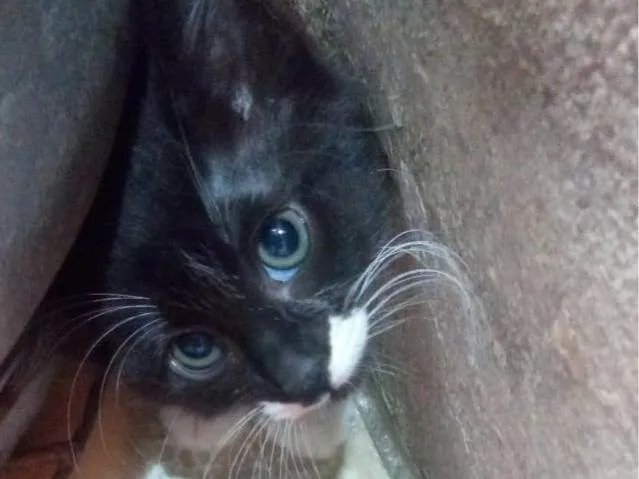 Gato ra a Srd idade 2 a 6 meses nome Menina