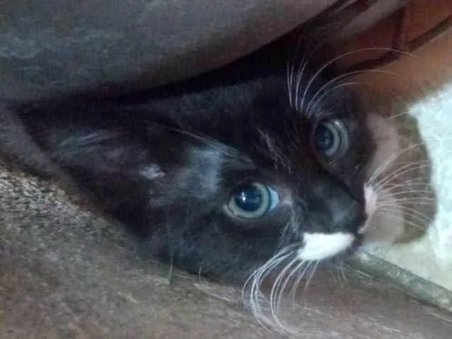 Gato ra a Srd idade 2 a 6 meses nome Menina