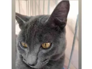 Gato raça Mestico  idade 2 a 6 meses nome Billy 