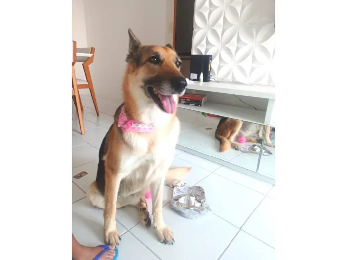 Cachorro ra a Pastor Alemão idade 6 ou mais anos nome Bella 