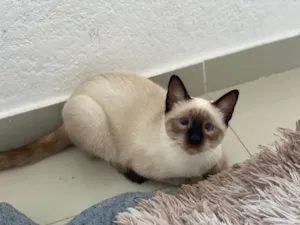 Gato raça Siamês idade 2 a 6 meses nome Kiara