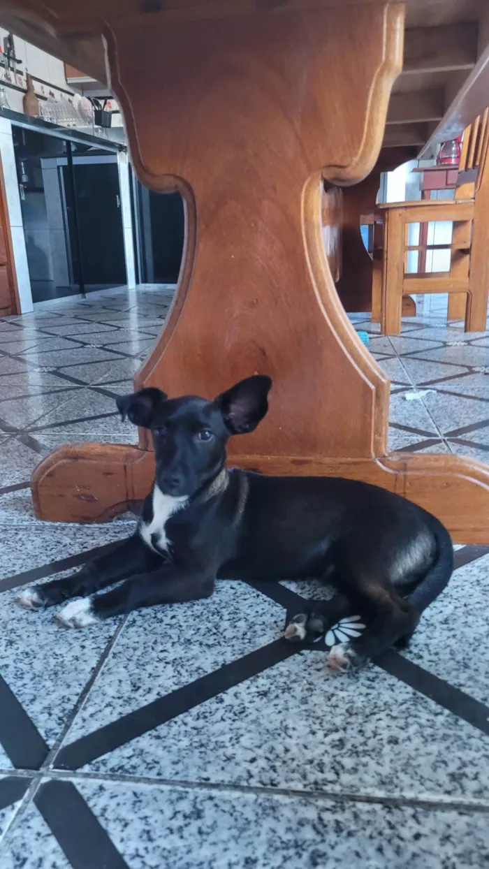 Cachorro ra a SRD-ViraLata idade 7 a 11 meses nome Luffy