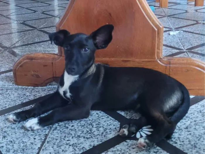 Cachorro ra a SRD-ViraLata idade 7 a 11 meses nome Luffy