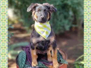 Cachorro raça SRD-ViraLata idade 2 a 6 meses nome KENAI