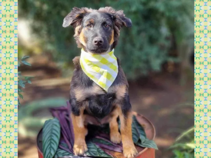 Cachorro ra a SRD-ViraLata idade 2 a 6 meses nome KENAI