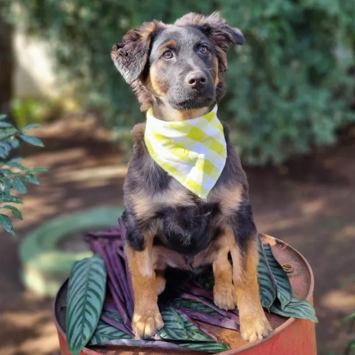 Cachorro ra a SRD-ViraLata idade 2 a 6 meses nome KENAI