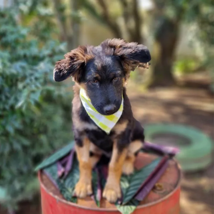 Cachorro ra a SRD-ViraLata idade 2 a 6 meses nome KENAI