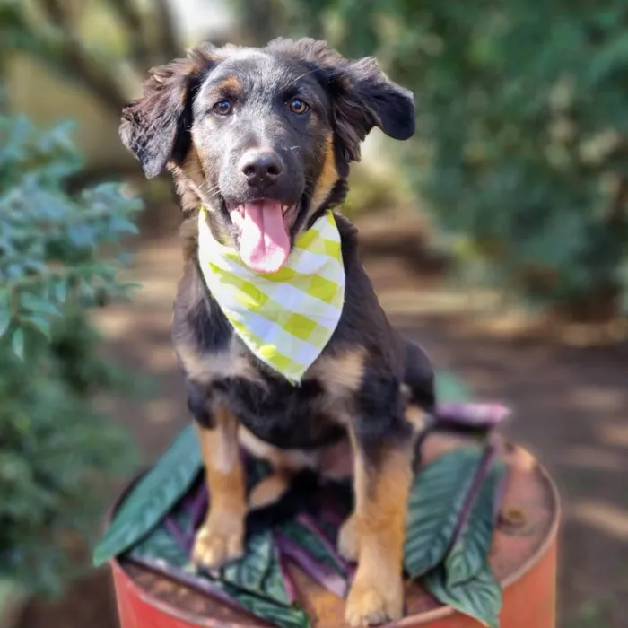 Cachorro ra a SRD-ViraLata idade 2 a 6 meses nome KENAI