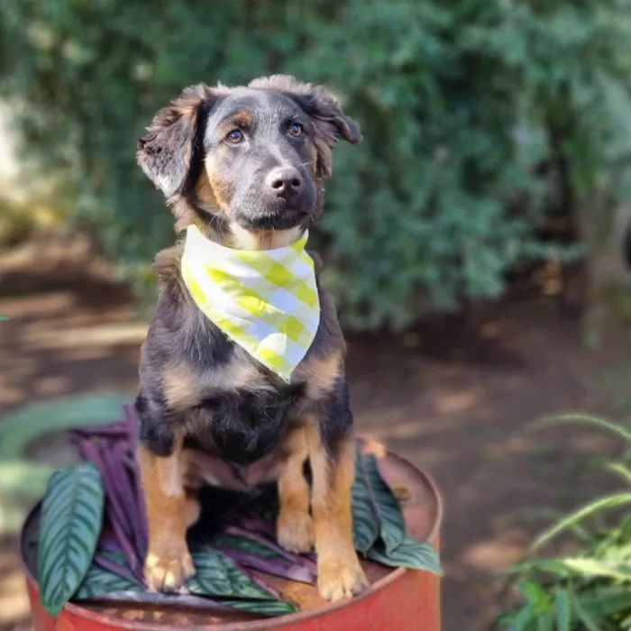 Cachorro ra a SRD-ViraLata idade 2 a 6 meses nome KENAI