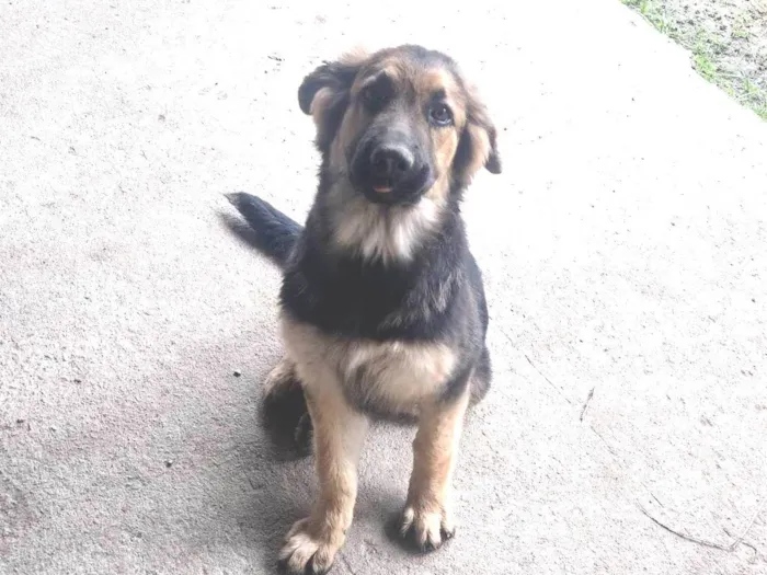 Cachorro ra a Pastor Alemão idade 7 a 11 meses nome Shirra