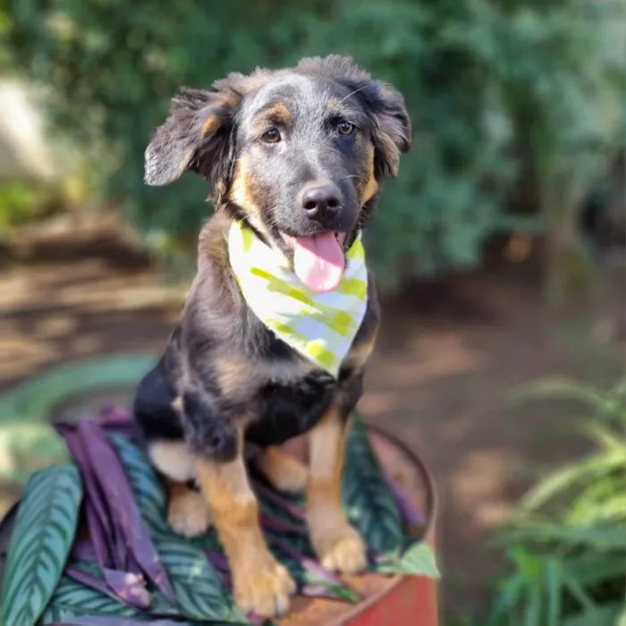 Cachorro ra a SRD-ViraLata idade 2 a 6 meses nome KENAI