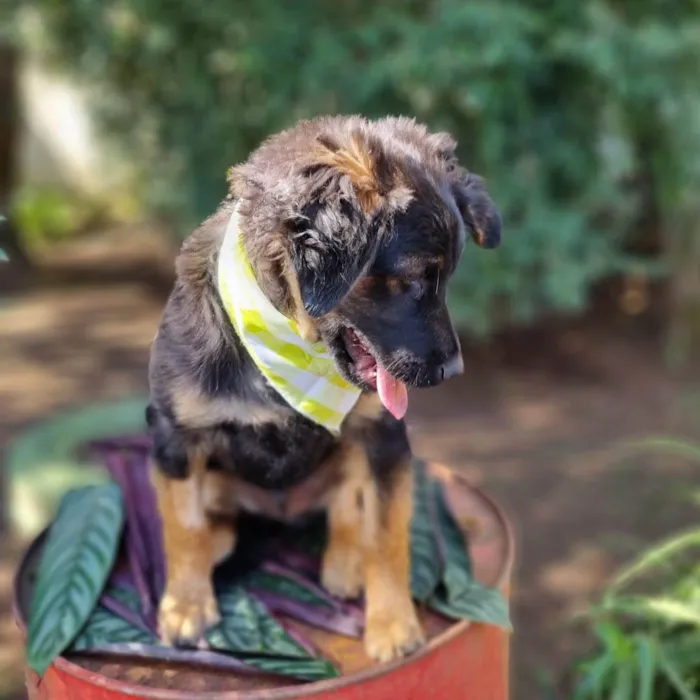 Cachorro ra a SRD-ViraLata idade 2 a 6 meses nome KENAI