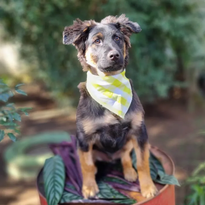 Cachorro ra a SRD-ViraLata idade 2 a 6 meses nome KENAI