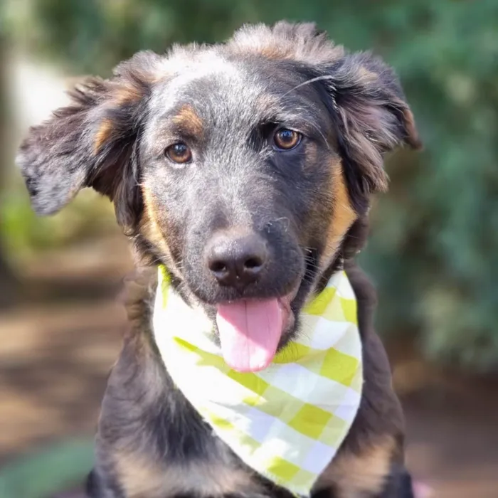 Cachorro ra a SRD-ViraLata idade 2 a 6 meses nome KENAI