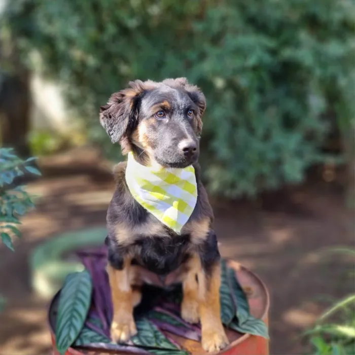 Cachorro ra a SRD-ViraLata idade 2 a 6 meses nome KENAI