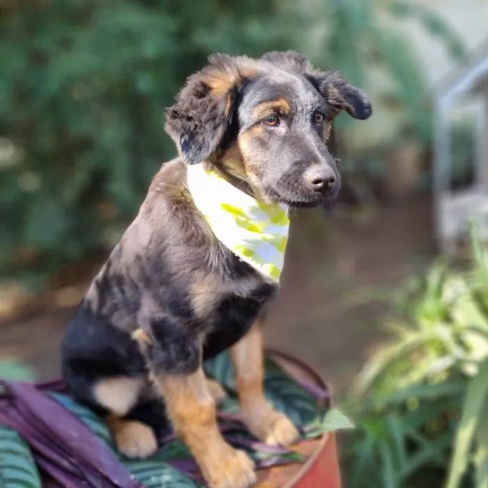 Cachorro ra a SRD-ViraLata idade 2 a 6 meses nome KENAI