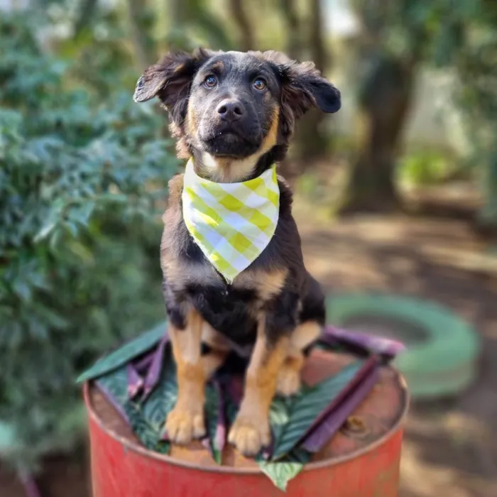 Cachorro ra a SRD-ViraLata idade 2 a 6 meses nome KENAI
