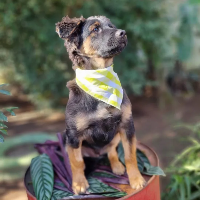 Cachorro ra a SRD-ViraLata idade 2 a 6 meses nome KENAI
