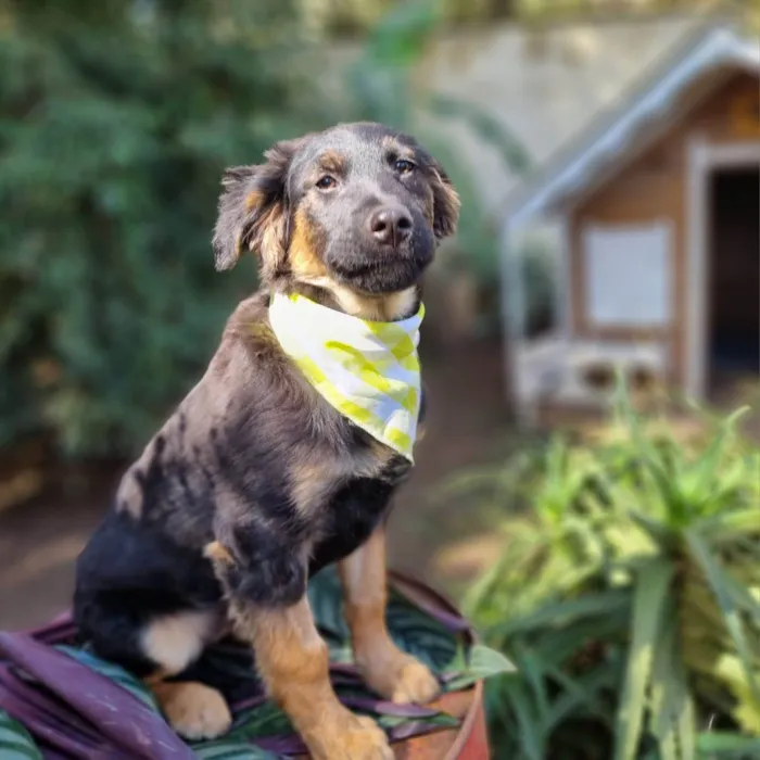 Cachorro ra a SRD-ViraLata idade 2 a 6 meses nome KENAI