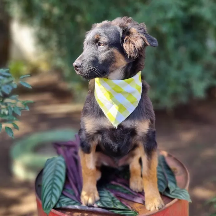 Cachorro ra a SRD-ViraLata idade 2 a 6 meses nome KENAI