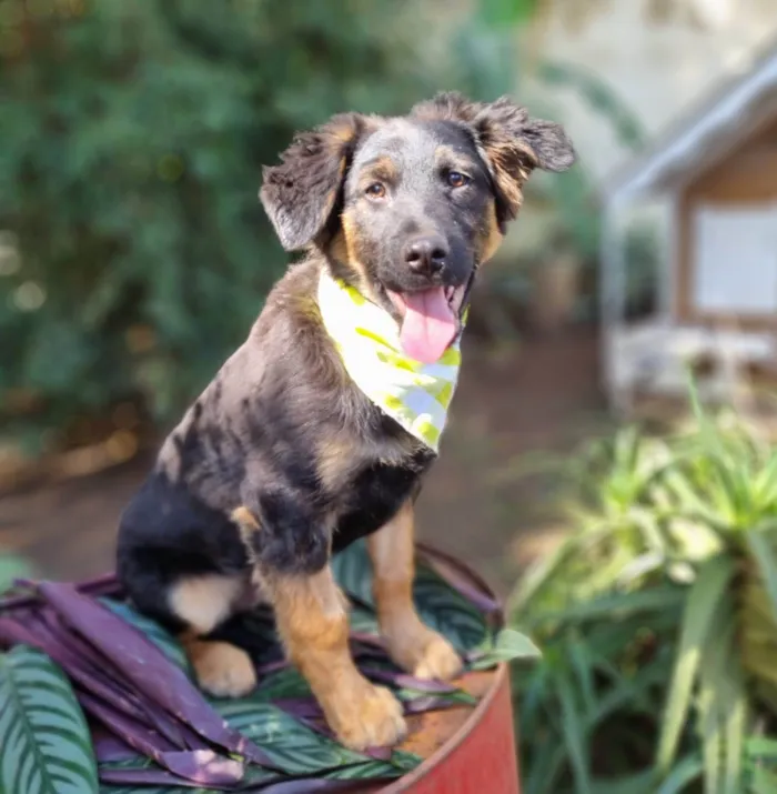 Cachorro ra a SRD-ViraLata idade 2 a 6 meses nome KENAI