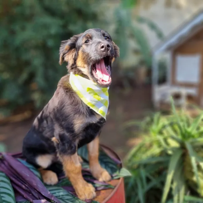 Cachorro ra a SRD-ViraLata idade 2 a 6 meses nome KENAI