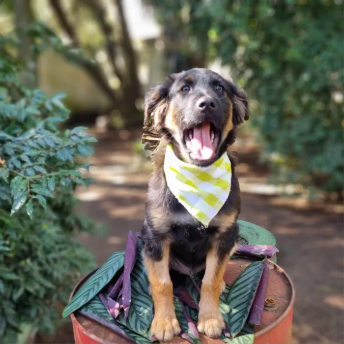 Cachorro ra a SRD-ViraLata idade 2 a 6 meses nome KENAI
