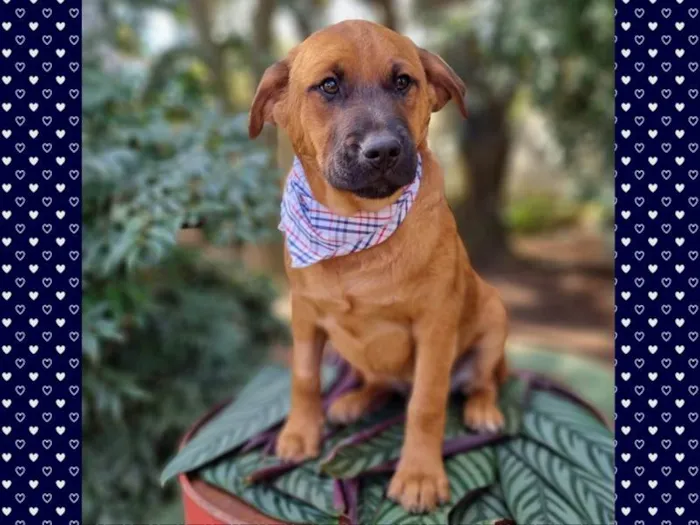 Cachorro ra a SRD-ViraLata idade 2 a 6 meses nome MILO