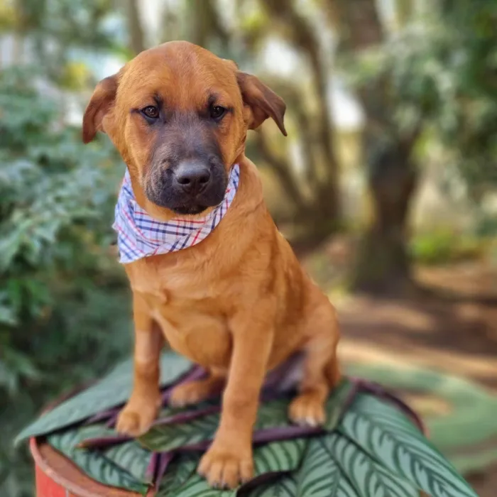 Cachorro ra a SRD-ViraLata idade 2 a 6 meses nome MILO
