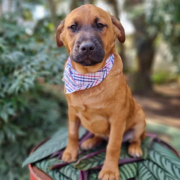 Cachorro ra a SRD-ViraLata idade 2 a 6 meses nome MILO