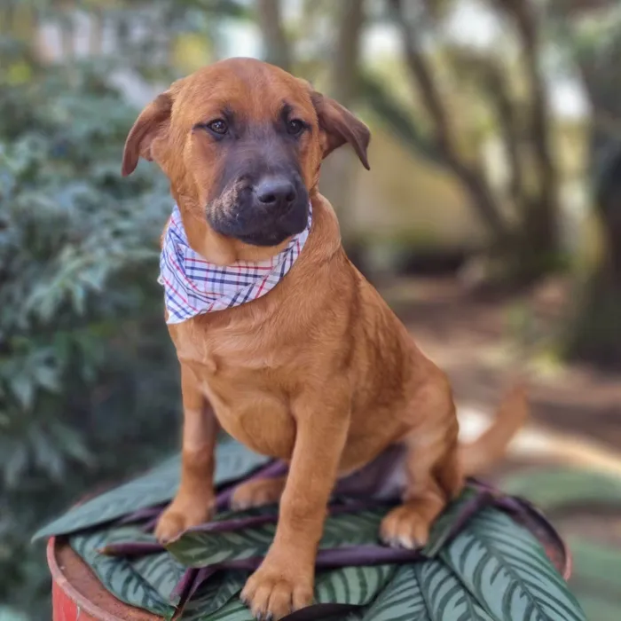 Cachorro ra a SRD-ViraLata idade 2 a 6 meses nome MILO